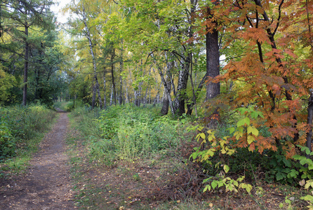 秋季景观中混交林的路径