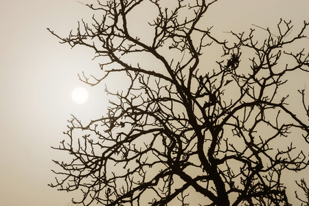 在大雾中冬天树剪影图片