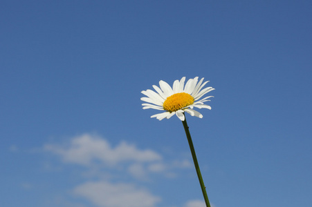 蓝甘菊