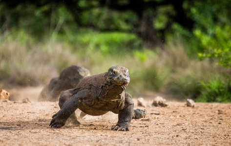 komodo龙varanus komodoensis