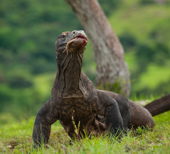 komodo龙varanus komodoensis