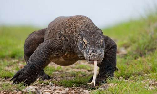 komodo龙varanus komodoensis