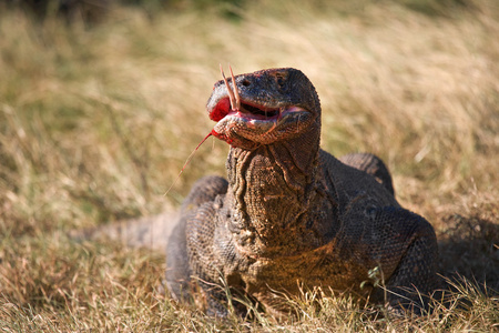 komodo龙varanus komodoensis