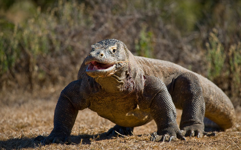 komodo龙varanus komodoensis