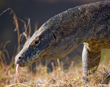 komodo龙varanus komodoensis