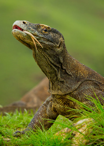 komodo龙varanus komodoensis