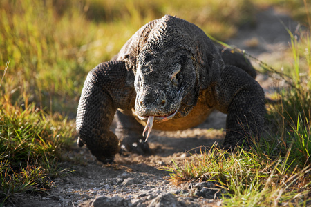 komodo龙varanus komodoensis