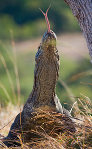 komodo龙varanus komodoensis