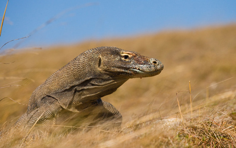 komodo龙varanus komodoensis