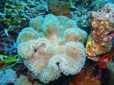软珊瑚，巴厘岛，佩母德兰