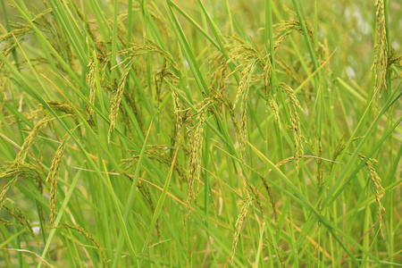 田野上的大米