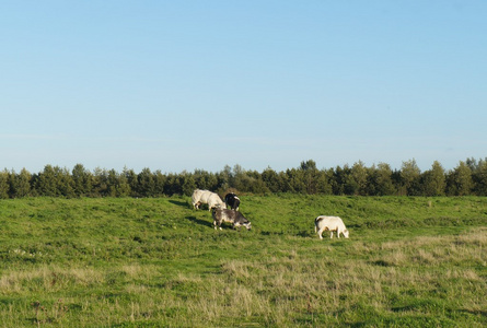 农田与牛在荷兰图片