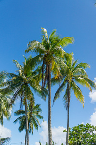 来自法属波利尼西亚兰吉罗亚环礁的美丽的棕榈树