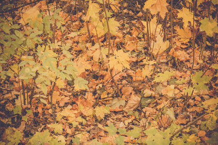 秋天的叶子在地面复古
