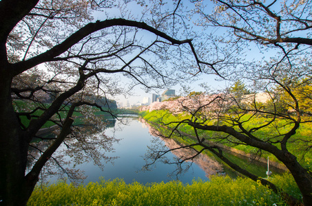 Chidorigafuchi 樱桃花开了，东京 州 日本旅游