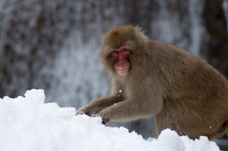 雪猴在地狱谷温泉，长野 州 日本旅游