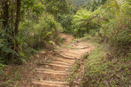 在多米尼克的热带雨林中徒步旅行