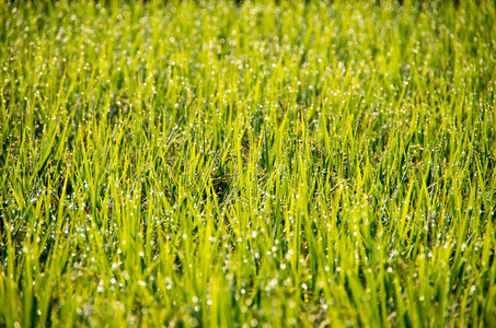 美丽的绿色稻田