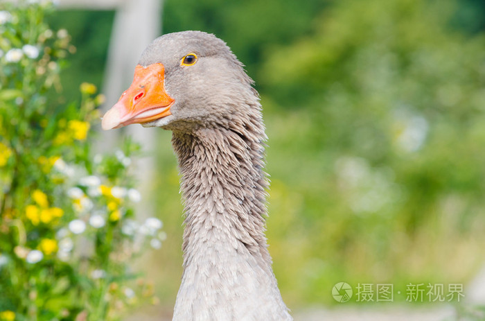 最多灰鹅头鹅与橙色的喙灰色的母鹅