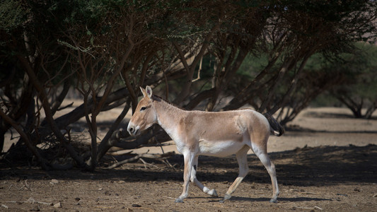 蒙古野驴沙漠动物