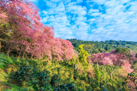 在泰国樱花盛开