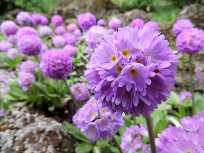 花锯齿状报春花 金银花科, 科