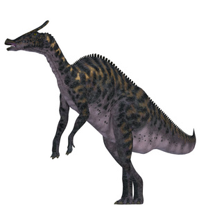 Saurolophus 恐龙在白色