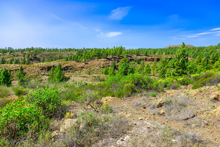 杉木树对山风景