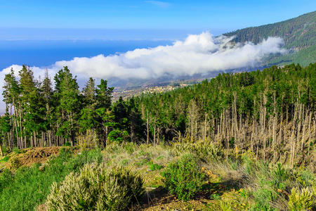 杉木树对山风景