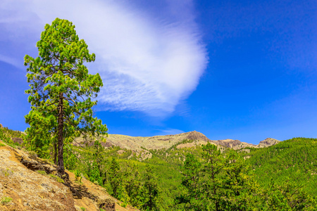 杉木树对山风景