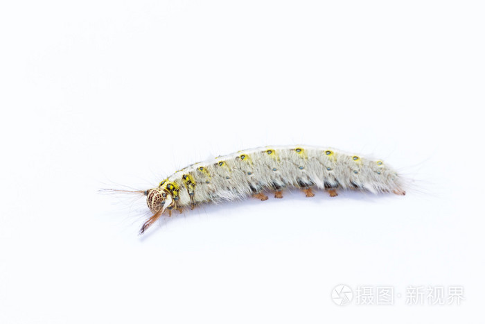 在白色的头发毛毛虫