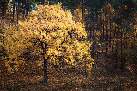 单树在秋天的树林