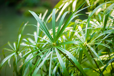 热带景观。纸莎草植物