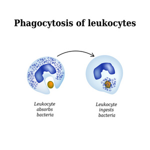 吞噬作用。由白细胞破坏细菌的过程。孤立在白色背景上的矢量图