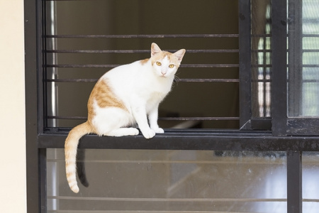 坐在窗台上的猫