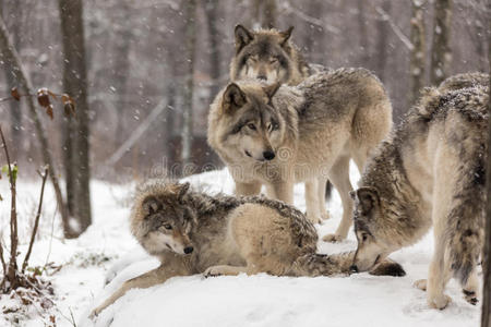 森林狼在冬天玩耍