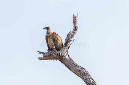 南非克鲁格公园的秃鹫