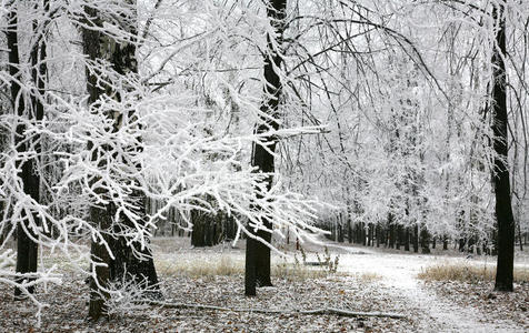 秋林中白雪皑皑的树枝