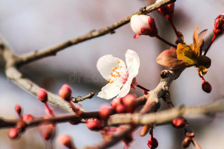 樱花