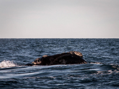 右鲸近距离