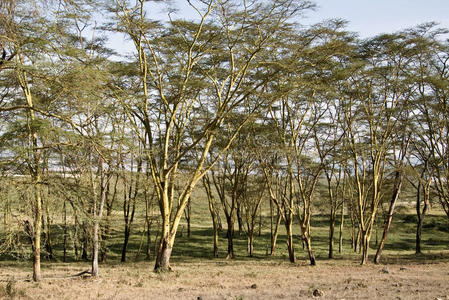 肯尼亚非洲马赛保护区的平原