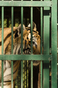 动物园笼子里的皇家孟加拉虎