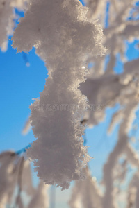 白雪覆盖的树枝