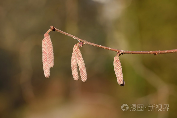 榛子灌木花