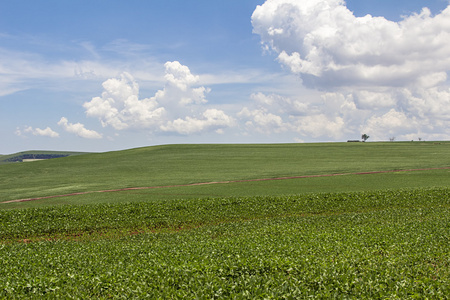 大豆作物种植园图片