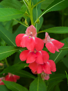 凤仙花凤仙花花开花