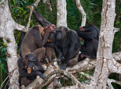 刚果的黑猩猩家族共和国图片