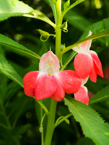 凤仙花凤仙花花开花