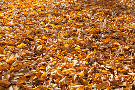 金色秋天的树叶图片