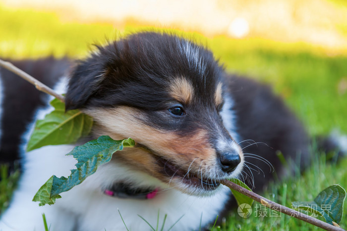 可爱的牧羊犬小狗